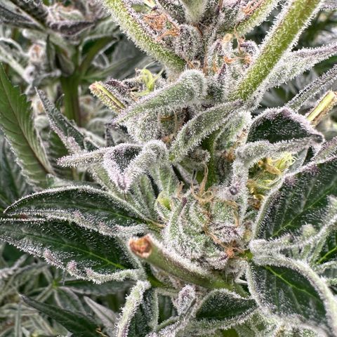 MiscxLAZ #37 C growlog timeline photo