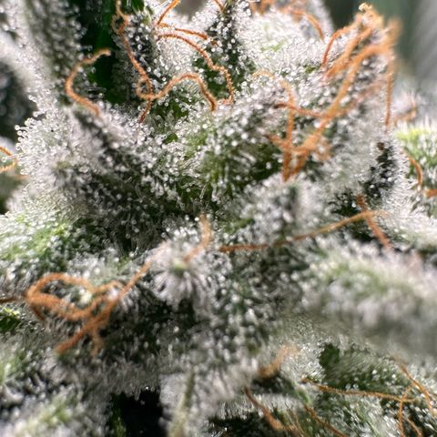 MiscxLAZ #26 C #1 47.15g growlog timeline photo