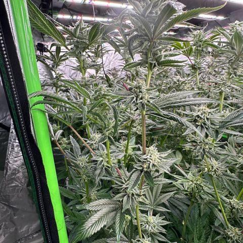 MiscxLAZ #26 C #1 47.15g growlog timeline photo