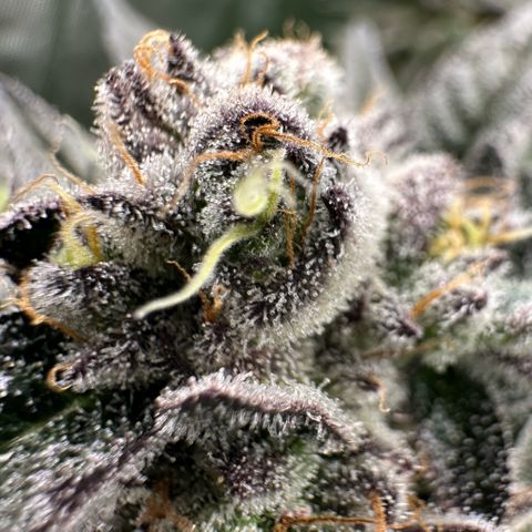 MiscxLAZ #22 C 42.33g growlog timeline photo