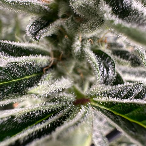 MiscxLAZ #26 C #1 47.15g growlog timeline photo
