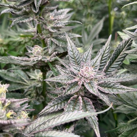 MiscxLAZ #22 C 42.33g growlog timeline photo