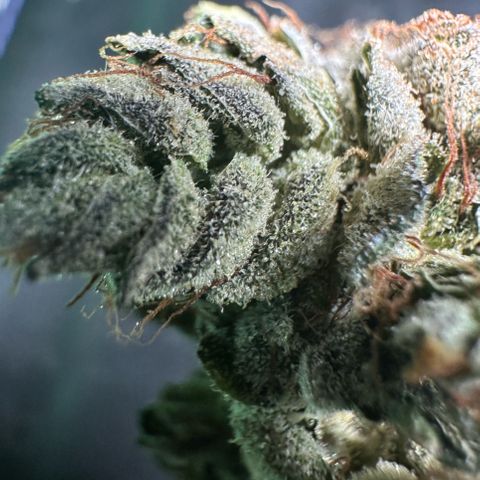 Misc x (LA Kush x Zkittles) #23 28.19g growlog photo: Fox tail