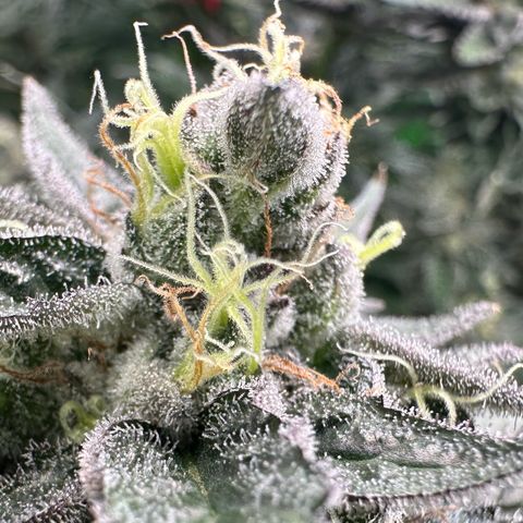 CxLAZ #03 C #1 58.58g growlog timeline photo