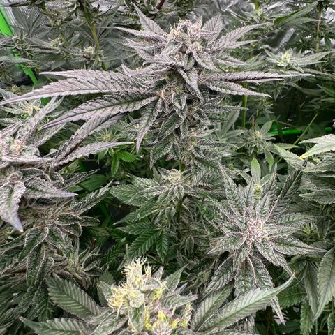 MiscxLAZ #22 C 42.33g growlog timeline photo
