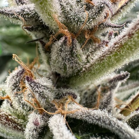 MiscxLAZ #37 C growlog timeline photo