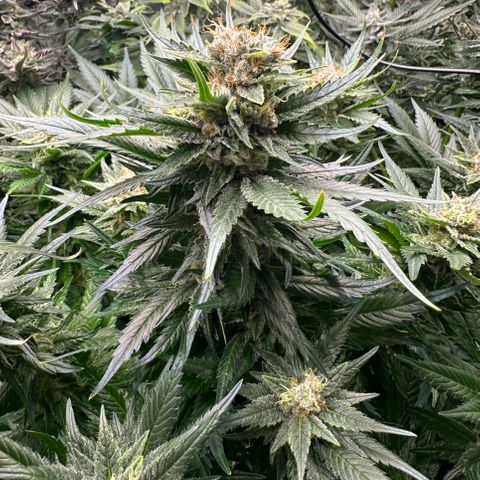 Fuel D.OG #1 Female 47.36g growlog timeline photo