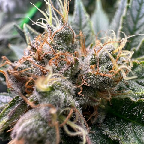 Fuel D.OG #1 Female 47.36g growlog timeline photo