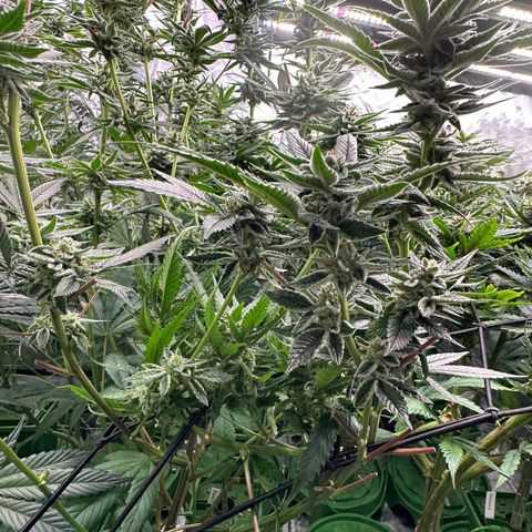 MiscxLAZ #26 C #1 47.15g growlog timeline photo