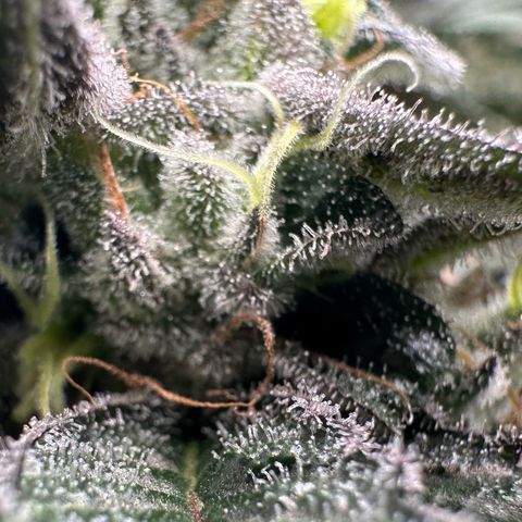 CxLAZ #03 C #1 58.58g growlog timeline photo
