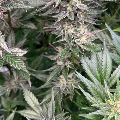 CxLAZ #03 C #1 58.58g growlog timeline photo
