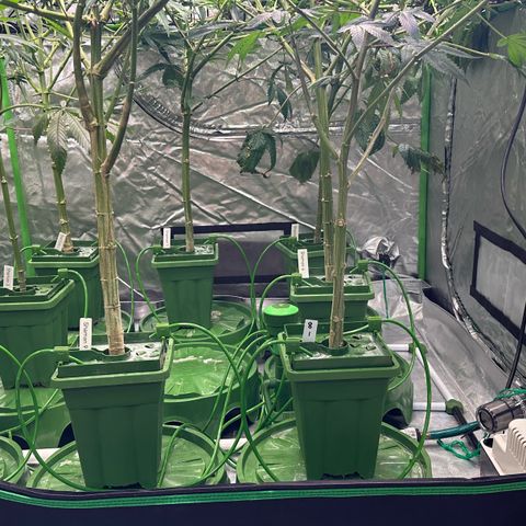 Fuel D.OG #1 Female 47.36g growlog timeline photo