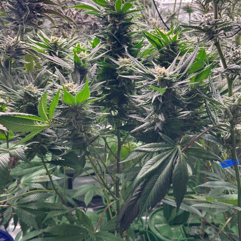 Fuel D.OG #1 Female 47.36g growlog timeline photo