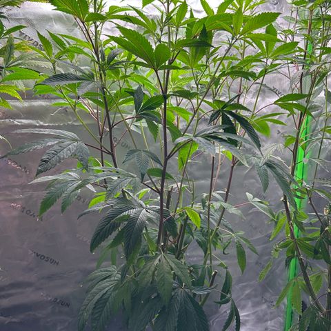 MiscxLAZ #26 C #2 growlog timeline photo