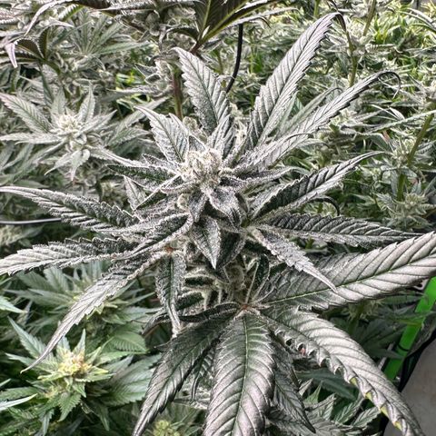 MiscxLAZ #29 C growlog timeline photo