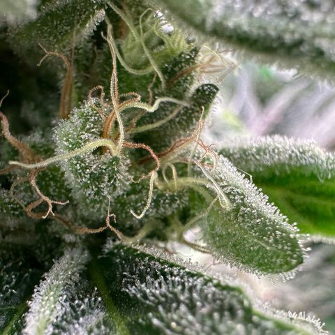 CxLAZ #20 C1 25g growlog timeline photo
