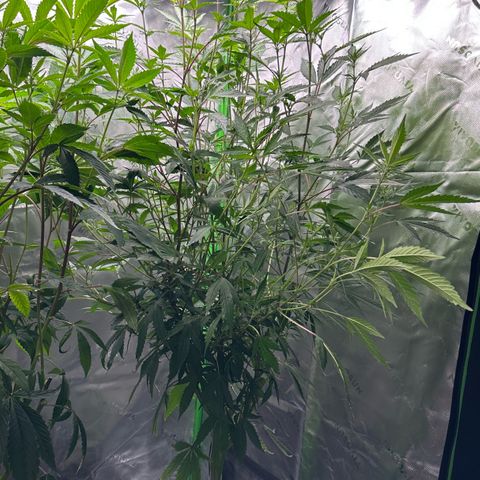 CxLAZ #15 C #1 growlog timeline photo