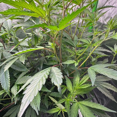 CxLAZ #15 C #1 growlog timeline photo