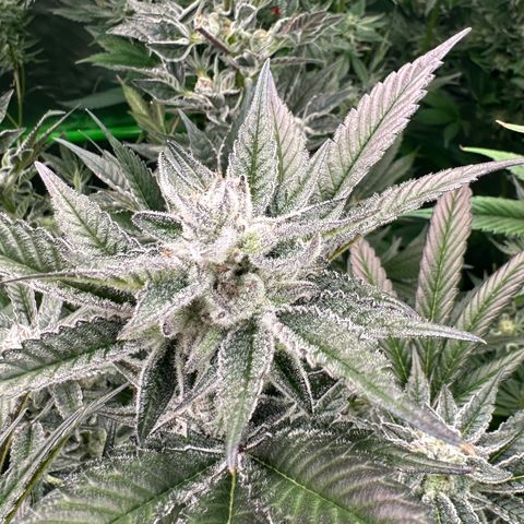 MiscxLAZ #29 C growlog timeline photo