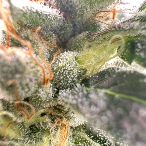 Fuel D.OG #2 Female 49.44g M growlog timeline photo