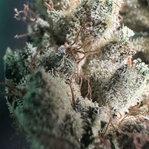 Misc x (LA Kush x Zkittles) #23 28.19g growlog timeline photo