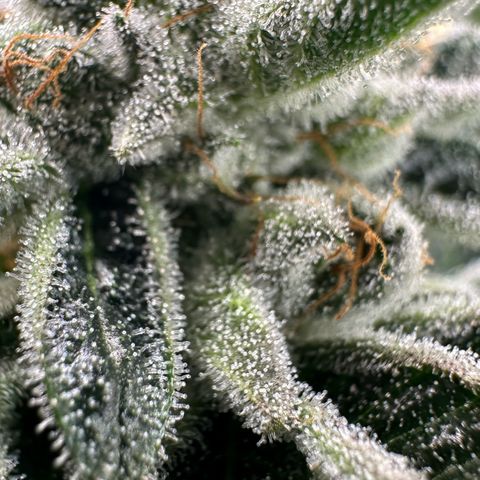 MiscxLAZ #26 C #1 47.15g growlog timeline photo