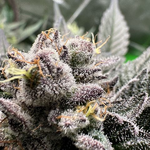 MiscxLAZ #22 C 42.33g growlog timeline photo