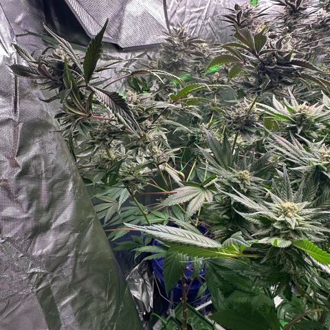 CxLAZ #03 C #1 58.58g growlog timeline photo