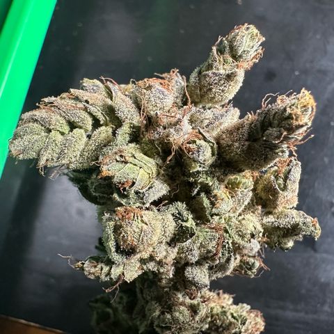 Misc x (LA Kush x Zkittles) #23 28.19g growlog photo: Fox tail