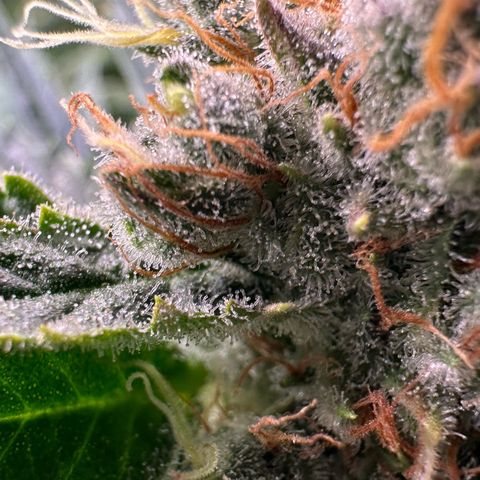 Fuel D.OG #1 Female 47.36g growlog timeline photo