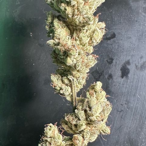 Misc x (LA Kush x Zkittles) #23 28.19g growlog timeline photo
