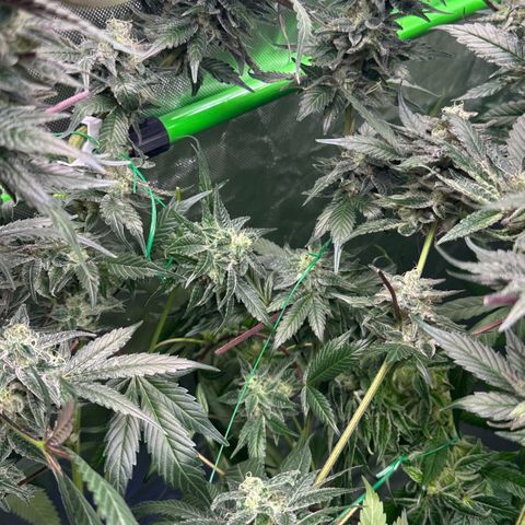 CxLAZ #03 C #1 58.58g growlog timeline photo