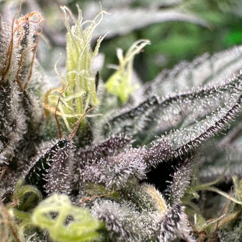 CxLAZ #03 C #1 58.58g growlog timeline photo