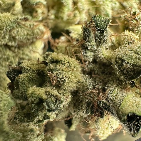 Misc x (LA Kush x Zkittles) #23 28.19g growlog timeline photo