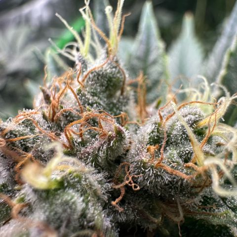 Fuel D.OG #1 Female 47.36g growlog timeline photo