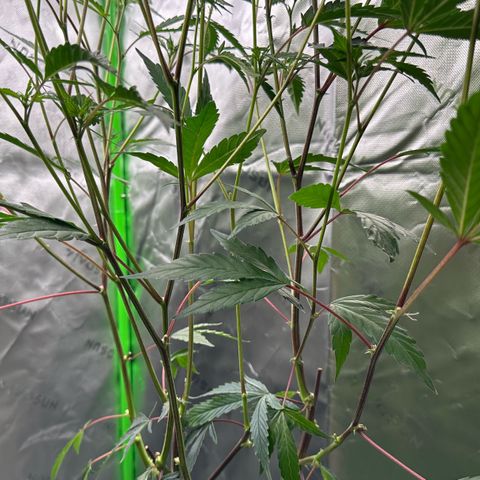 CxLAZ #15 C #1 growlog timeline photo