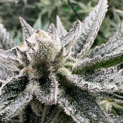 MiscxLAZ #29 C growlog timeline photo
