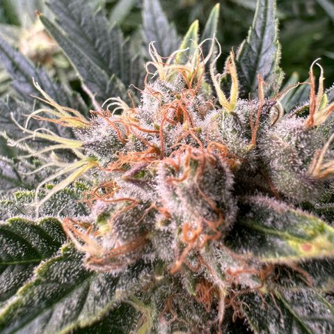 Fuel D.OG #1 Female 47.36g growlog timeline photo