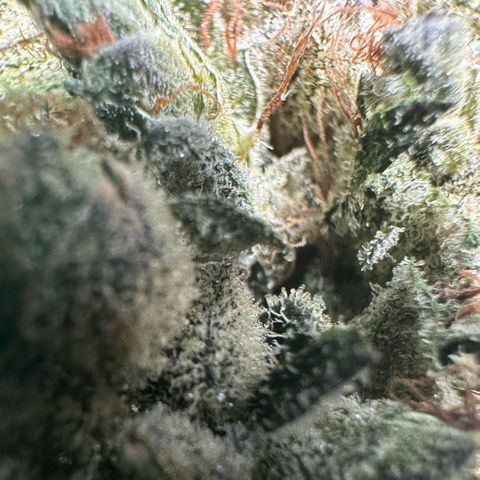 Misc x (LA Kush x Zkittles) #23 28.19g growlog photo: Fox tailing