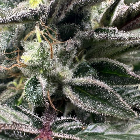 CxLAZ #03 C #1 58.58g growlog timeline photo