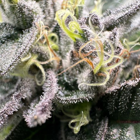 CxLAZ #03 C #1 58.58g growlog timeline photo