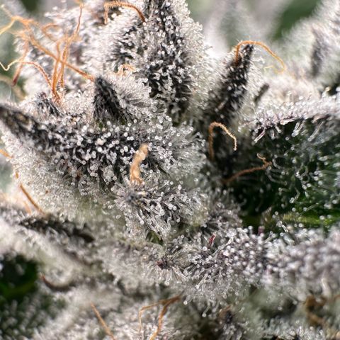 MiscxLAZ #29 C growlog timeline photo