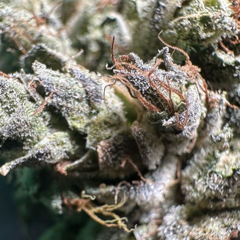 Misc x (LA Kush x Zkittles) #23 28.19g growlog timeline photo