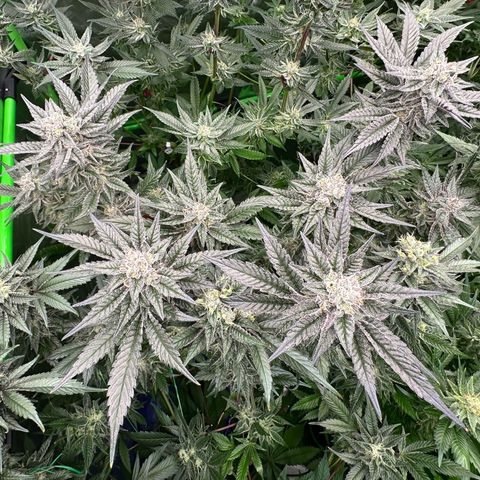 MiscxLAZ #22 C 42.33g growlog timeline photo