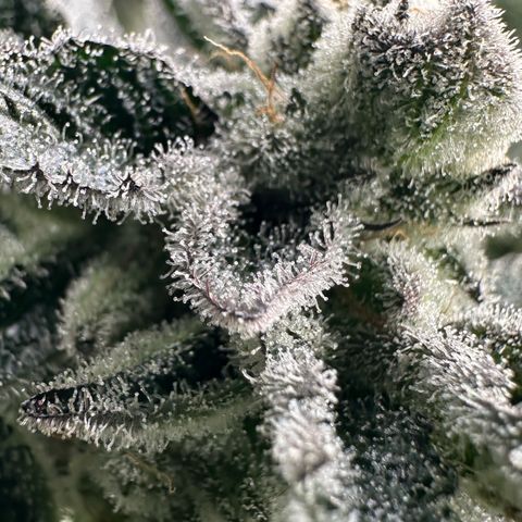 MiscxLAZ #29 C growlog timeline photo