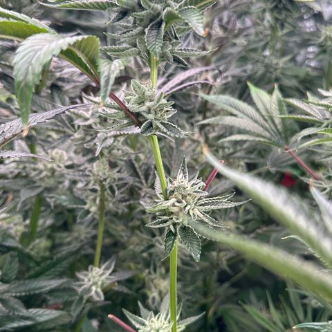 MiscxLAZ #26 C #1 47.15g growlog timeline photo
