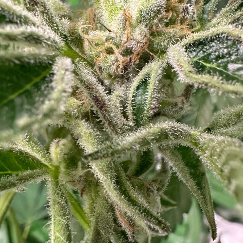 MiscxLAZ #37 C growlog timeline photo