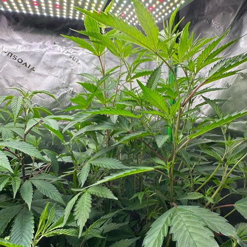CxLAZ #15 C #1 growlog timeline photo
