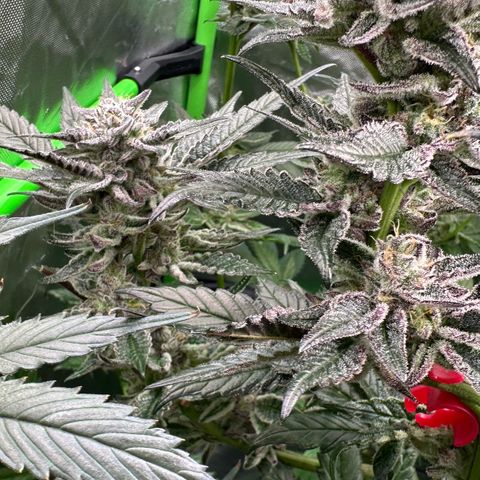 MiscxLAZ #22 C 42.33g growlog timeline photo