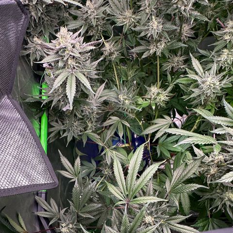 CxLAZ #03 C #1 58.58g growlog timeline photo
